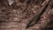 Video thumb for Ragworm