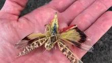 Video thumb for Big Bass Hopper 2.0 