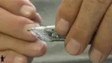 Video thumb for Mini Shrimp