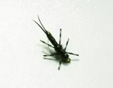 User submitted picture: Stonefly nymph