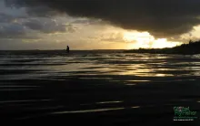 Computer screen wallpaper: Coastal flyfisher in the sunset.
