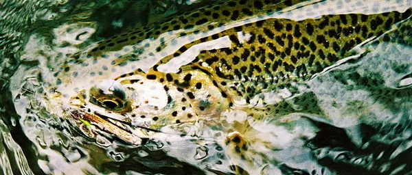User submitted picture: Sea-run cutthroat. Shot ...
